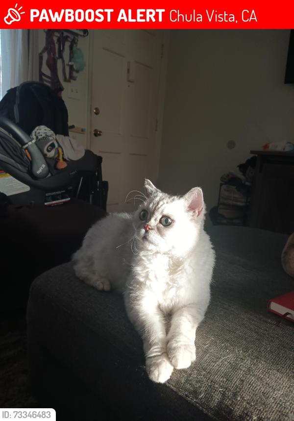 Lost Female Cat last seen Garrett ave, Chula Vista, CA 91910