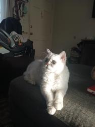 Lost Female Cat last seen Garrett ave, Chula Vista, CA 91910