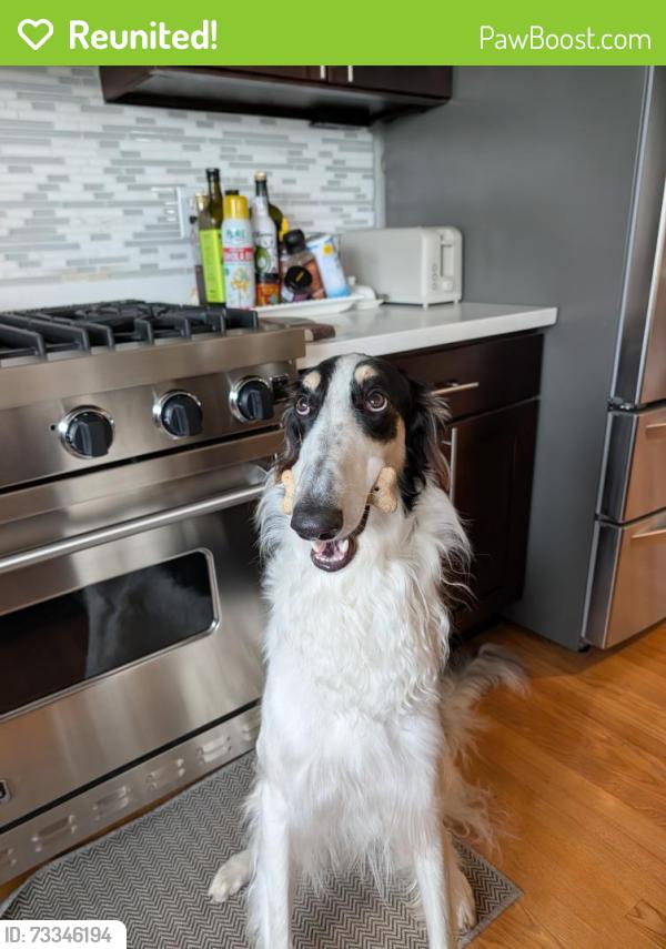 Reunited Male Dog last seen Vista Pl and 12 ave n, Edmonds, WA 98020