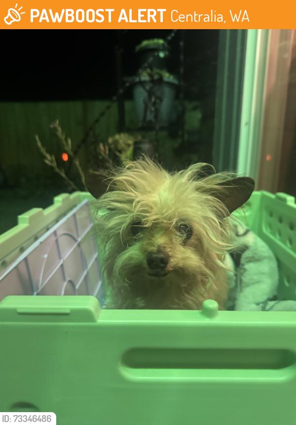 Found/Stray Unknown Dog last seen N pearl street, Centralia, WA 98531