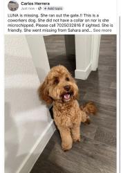 Reunited Female Dog last seen Sahara and Nellis near Winterwood Park, Las Vegas, NV 89104