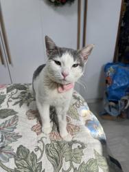 Lost Female Cat last seen E. Oxford St and Monserate, Chula Vista, CA 91912