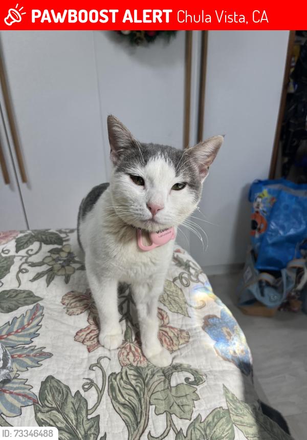 Lost Female Cat last seen E. Oxford St and Monserate, Chula Vista, CA 91912