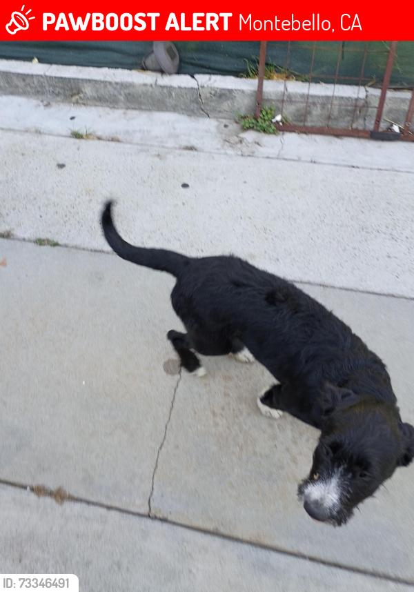 Lost Male Dog last seen Greenwood and wahington, Montebello, CA 90640