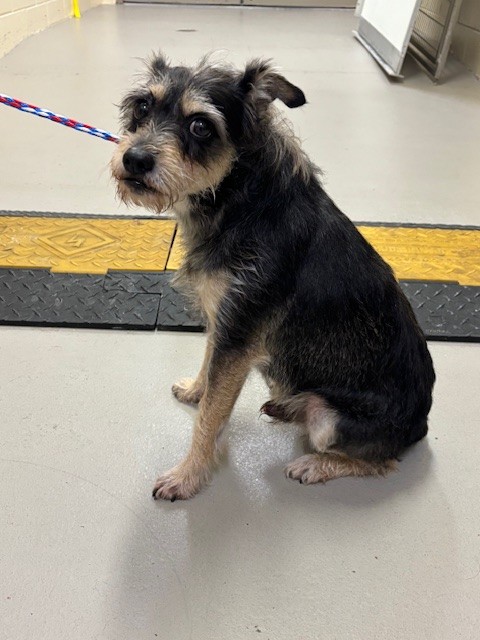 Shelter Stray Male Dog last seen , 232 Eslinger Way, Sanford, FL 32773, USA