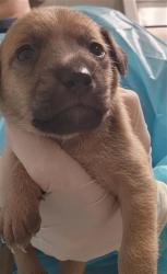 Shelter Stray Male Dog last seen Near BLOCK HALL RD, LAMONT CA 93241, 3951 Fruitvale Ave, Bakersfield, CA 93308, USA