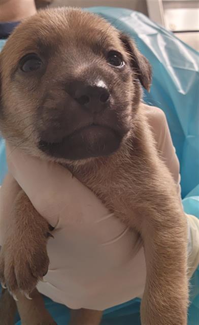 Shelter Stray Male Dog last seen Near BLOCK HALL RD, LAMONT CA 93241, 3951 Fruitvale Ave, Bakersfield, CA 93308, USA