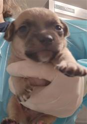 Shelter Stray Male Dog last seen Near BLOCK HALL RD, LAMONT CA 93241, 3951 Fruitvale Ave, Bakersfield, CA 93308, USA