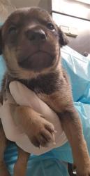 Shelter Stray Male Dog last seen Near BLOCK HALL RD, LAMONT CA 93241, 3951 Fruitvale Ave, Bakersfield, CA 93308, USA