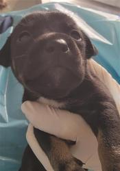 Shelter Stray Male Dog last seen Near BLOCK HALL RD, LAMONT CA 93241, 3951 Fruitvale Ave, Bakersfield, CA 93308, USA