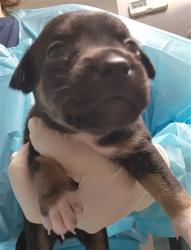 Shelter Stray Female Dog last seen Near BLOCK HALL RD, LAMONT CA 93241, 3951 Fruitvale Ave, Bakersfield, CA 93308, USA