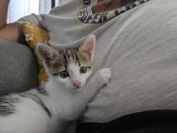 Shelter Stray Female Cat last seen ASHE ST. CARRBORO, NC, 1601 Eubanks Rd, Chapel Hill, NC 27516, USA
