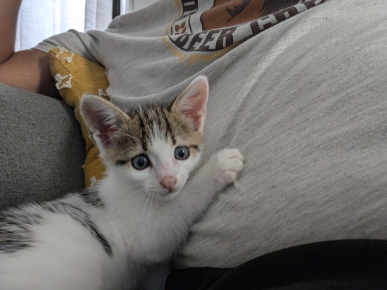 Shelter Stray Female Cat last seen ASHE ST. CARRBORO, NC, 1601 Eubanks Rd, Chapel Hill, NC 27516, USA