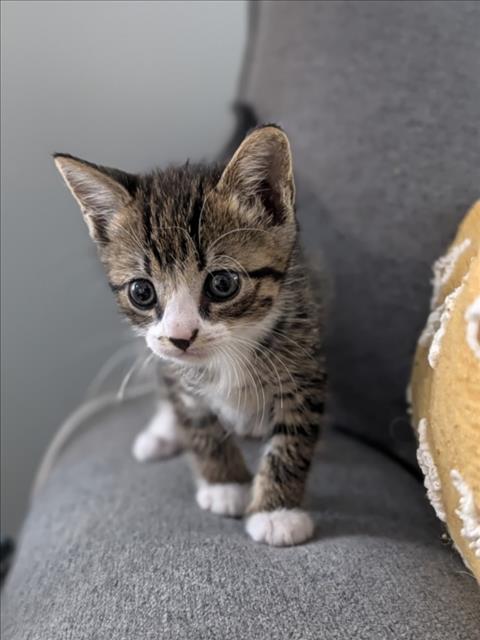 Shelter Stray Male Cat last seen ASHE ST. CARRBORO, NC, 1601 Eubanks Rd, Chapel Hill, NC 27516, USA