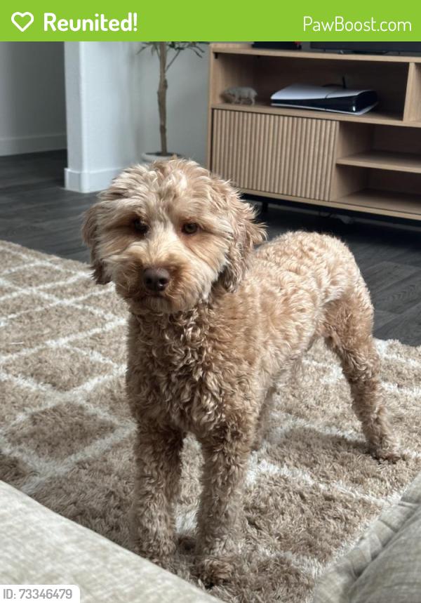 Reunited Female Dog last seen Silverheart Ave, Las Vegas, NV 89142, USA, Sunrise Manor, NV 89142