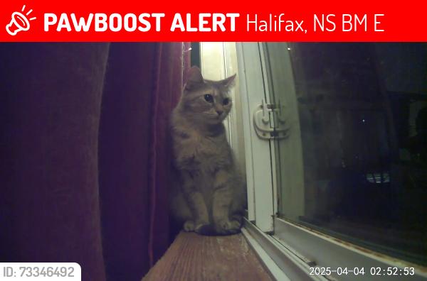 Lost Female Cat last seen Randall avenue, Halifax, NS B3M 1E2