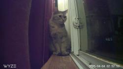 Lost Female Cat last seen Randall avenue, Halifax, NS B3M 1E2