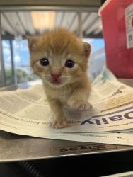 Shelter Stray Male Cat last seen Near BLOCK FRANCE AVE, 2020 Forest St, Jacksonville, FL 32204, USA