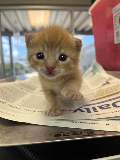Shelter Stray Male Cat last seen Near BLOCK FRANCE AVE, 2020 Forest St, Jacksonville, FL 32204, USA