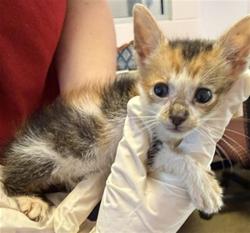 Shelter Stray Female Cat last seen SEABOARD AVE, 2020 Forest St, Jacksonville, FL 32204, USA
