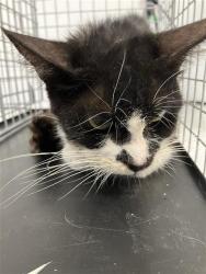 Shelter Stray Male Cat last seen Near BLOCK E BARSTOW AVE, FRESNO CA 93710 6505, 5277 E Airways Blvd, Fresno, CA 93727, USA