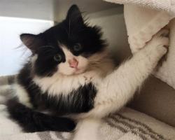 Shelter Stray Male Cat last seen Near BLOCK N OSCEOLA ST, DENVER CO 80211, 1241 W Bayaud Ave, Denver, CO 80223, USA