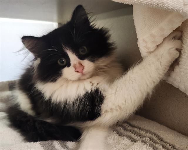 Shelter Stray Male Cat last seen Near BLOCK N OSCEOLA ST, DENVER CO 80211, 1241 W Bayaud Ave, Denver, CO 80223, USA