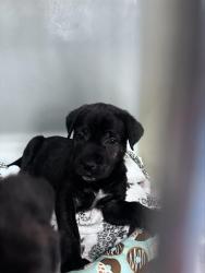 Shelter Stray Male Dog last seen TAFT HWY TAFT, 201 S Mt Vernon Ave, Bakersfield, CA 93307, USA