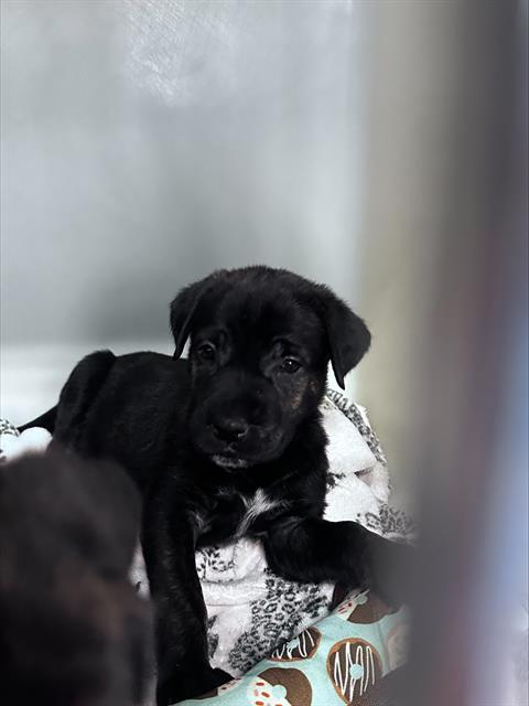 Shelter Stray Male Dog last seen TAFT HWY TAFT, 201 S Mt Vernon Ave, Bakersfield, CA 93307, USA