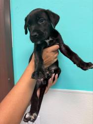 Shelter Stray Female Dog last seen TAFT HWY TAFT, 201 S Mt Vernon Ave, Bakersfield, CA 93307, USA