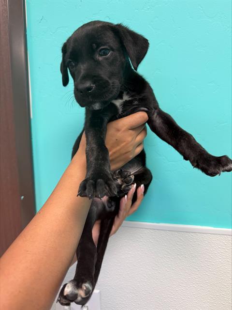 Shelter Stray Female Dog last seen TAFT HWY TAFT, 201 S Mt Vernon Ave, Bakersfield, CA 93307, USA