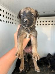 Shelter Stray Female Dog last seen Near BLK S. TULARE ST, BAKERSFIELD, 201 S Mt Vernon Ave, Bakersfield, CA 93307, USA