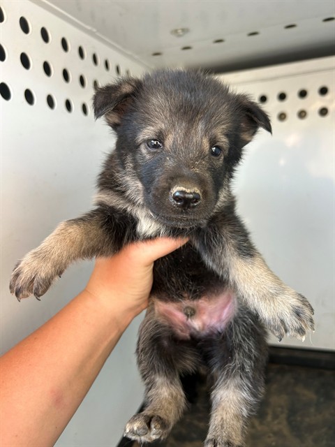Shelter Stray Male Dog last seen Near BLK S. TULARE ST, BAKERSFIELD, 201 S Mt Vernon Ave, Bakersfield, CA 93307, USA
