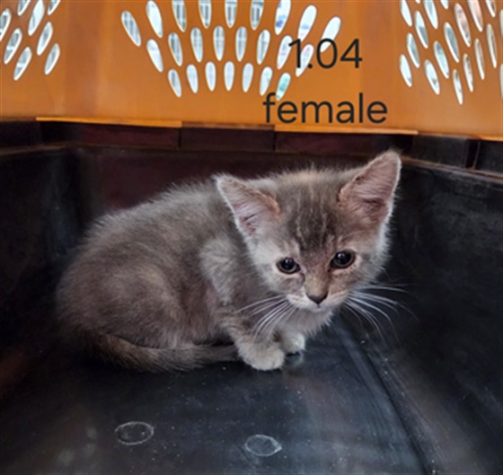 Shelter Stray Female Cat last seen TURNING LEAF LN, BAKERSFIELD, CA, 201 S Mt Vernon Ave, Bakersfield, CA 93307, USA