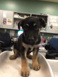 Shelter Stray Female Dog last seen Near BLOCK W ESPLANADE AVE, HEMET CITY, 581 S Grand Ave, San Jacinto, CA 92582, USA