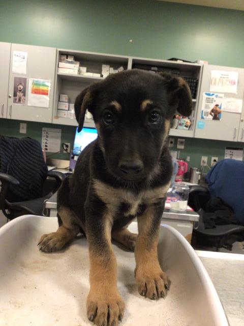 Shelter Stray Female Dog last seen Near BLOCK W ESPLANADE AVE, HEMET CITY, 581 S Grand Ave, San Jacinto, CA 92582, USA