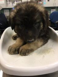 Shelter Stray Male Dog last seen Near BLOCK W ESPLANADE AVE, HEMET CITY, 581 S Grand Ave, San Jacinto, CA 92582, USA