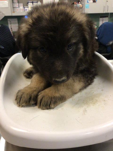 Shelter Stray Male Dog last seen Near BLOCK W ESPLANADE AVE, HEMET CITY, 581 S Grand Ave, San Jacinto, CA 92582, USA