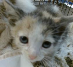 Shelter Stray Female Cat last seen , 3839 Bradshaw Rd, Sacramento, CA 95827, USA