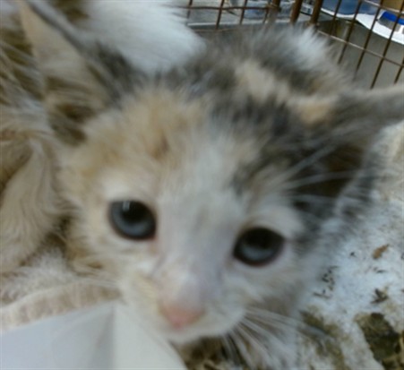 Shelter Stray Female Cat last seen , 3839 Bradshaw Rd, Sacramento, CA 95827, USA