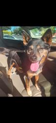 Reunited Male Dog last seen Major market, Fairfield, CA 94533