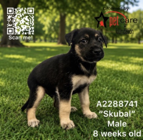 Shelter Stray Male Dog last seen , 3201 Lacy St, Los Angeles, CA 90031, USA