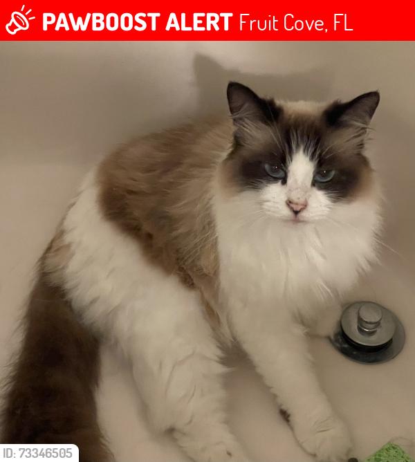 Lost Female Cat last seen West Adelaide Dr, Saint Johns, Fruit Cove, FL 32259