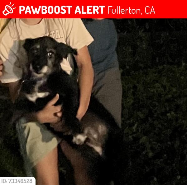 Lost Male Dog last seen Fullerton hills, Fullerton, CA 92833