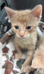 Shelter Stray Male Cat last seen S MERIDIAN AVE X W ESPERANZA ST, 333 Chandler Pl, San Bernardino, CA 92408, USA