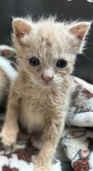 Shelter Stray Male Cat last seen S MERIDIAN AVE X W ESPERANZA ST, 333 Chandler Pl, San Bernardino, CA 92408, USA