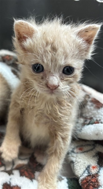 Shelter Stray Male Cat last seen S MERIDIAN AVE X W ESPERANZA ST, 333 Chandler Pl, San Bernardino, CA 92408, USA