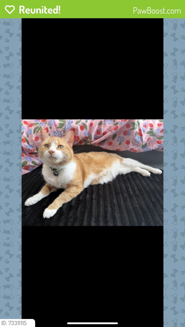 Reunited Female Cat last seen Abandoned lot on Burlington road, Derby, England 