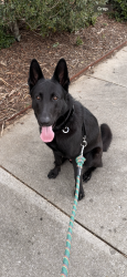 Lost Male Dog last seen Toolebeck rd, Aiken, SC 29803