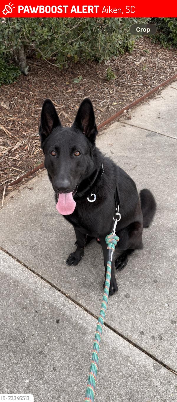 Lost Male Dog last seen Toolebeck rd, Aiken, SC 29803